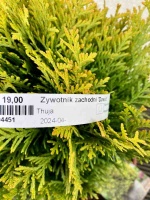 Thuja Dawid 2