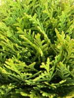 Thuja Dawid 5