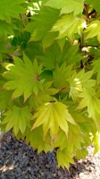 klon japoński acer palmatum aureum żółty kolon zielony  (5)