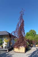 buk pospolity purple fountain soliter rośliny ozdobne duże egzemplarze ibuki szkółka roślin  (1)