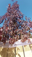 buk pospolity purple fountain soliter rośliny ozdobne duże egzemplarze ibuki szkółka roślin  (5)