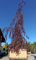buk pospolity purple fountain soliter rośliny ozdobne duże egzemplarze ibuki szkółka roślin  (2)