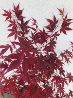 klon palmowy fireglow acer palmatum klon czerwony pełny liść