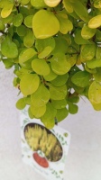 berberys maria rośliny ozdobne na pniu szkolka roslin (3)