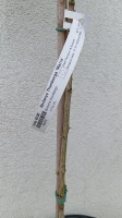berberys maria rośliny ozdobne na pniu szkolka roslin (1)