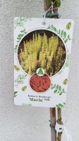 berberys maria rośliny ozdobne na pniu szkolka roslin (4)