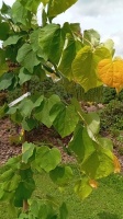 JUDASZOWIEC KANADYJSKI - THE RISING SUN - CERCIS CANADENSIS (1)