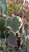 Cercis canadensis CAROLINA SWEETHEART (1)