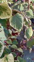 Cercis canadensis CAROLINA SWEETHEART (3)