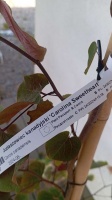 Cercis canadensis CAROLINA SWEETHEART (5)