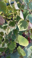 Cercis canadensis CAROLINA SWEETHEART (2)