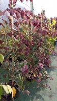 Cercis canadensis CAROLINA SWEETHEART (7)