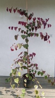 Cercis canadensis CAROLINA SWEETHEART (4)