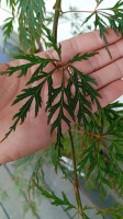 Klon palmowy ORANGEOLA Acer palmatum (1)