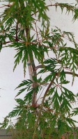 Klon palmowy ORANGEOLA Acer palmatum (4)