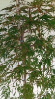 Klon palmowy ORANGEOLA Acer palmatum (6)