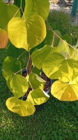  CERCIS CANADENSIS (8)