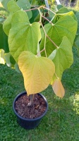  CERCIS CANADENSIS (6)