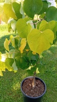  CERCIS CANADENSIS (3)