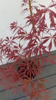 KLON PALMOWY - TAMUKEYAMA - ACER PALMATUM (1)