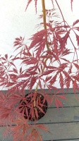 KLON PALMOWY - TAMUKEYAMA - ACER PALMATUM (7)