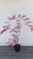 KLON PALMOWY - TAMUKEYAMA - ACER PALMATUM (3)