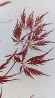 KLON PALMOWY - TAMUKEYAMA - ACER PALMATUM (6)