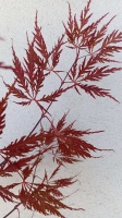 KLON PALMOWY - TAMUKEYAMA - ACER PALMATUM (5)