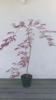 KLON PALMOWY - TAMUKEYAMA - ACER PALMATUM (4)