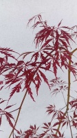 KLON PALMOWY - TAMUKEYAMA - ACER PALMATUM (8)