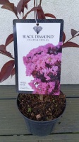 Lagerstroemia BLACK DIAMOND Shell Pink (2)