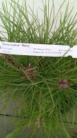 pinus nigra sosna czarna maria (6)