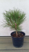 pinus nigra sosna czarna maria (1)