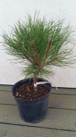 pinus nigra sosna czarna maria (7)