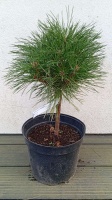 BAMBINO PINUS NIGRA SOSNA CZARNA (3)