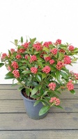 SKIMMIA JAPOŃSKA TEMPATATION (1)