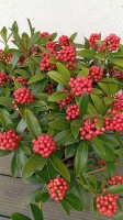 SKIMMIA JAPOŃSKA TEMPATATION (5)