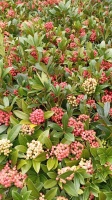 SKIMMIA JAPOŃSKA TEMPATATION (2)