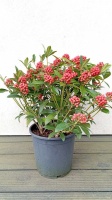 SKIMMIA JAPOŃSKA TEMPATATION (3)