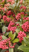 SKIMMIA JAPOŃSKA TEMPATATION (6)