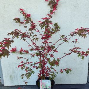 Klon palmowy Shin-Deshojo