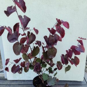 Judaszowiec kanadyjski Forest Pansy