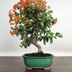 Pyracantha - Ognik Bonsai 10 lat