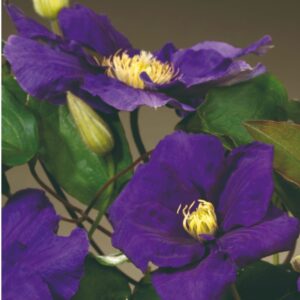 Clematis - Powojnik Kingfisher