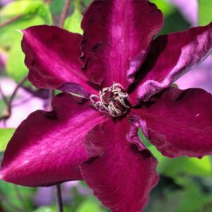 Clematis - Powojnik Amethyst Beauty