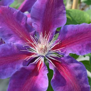 Clematis - Powojnik Anna Louise ™ Evithree(N)