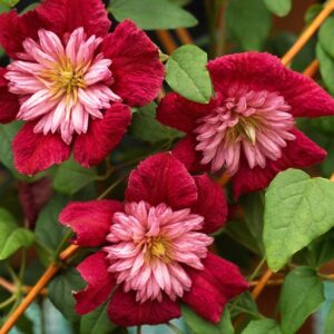 Clematis - Powojnik Avant-garde™ Festoon