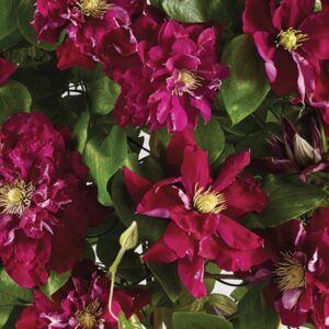 Clematis - Powojnik Charmaine