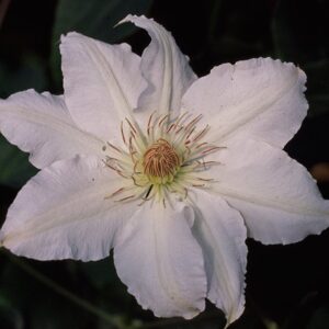Clematis - Powojnik Hyde Hall