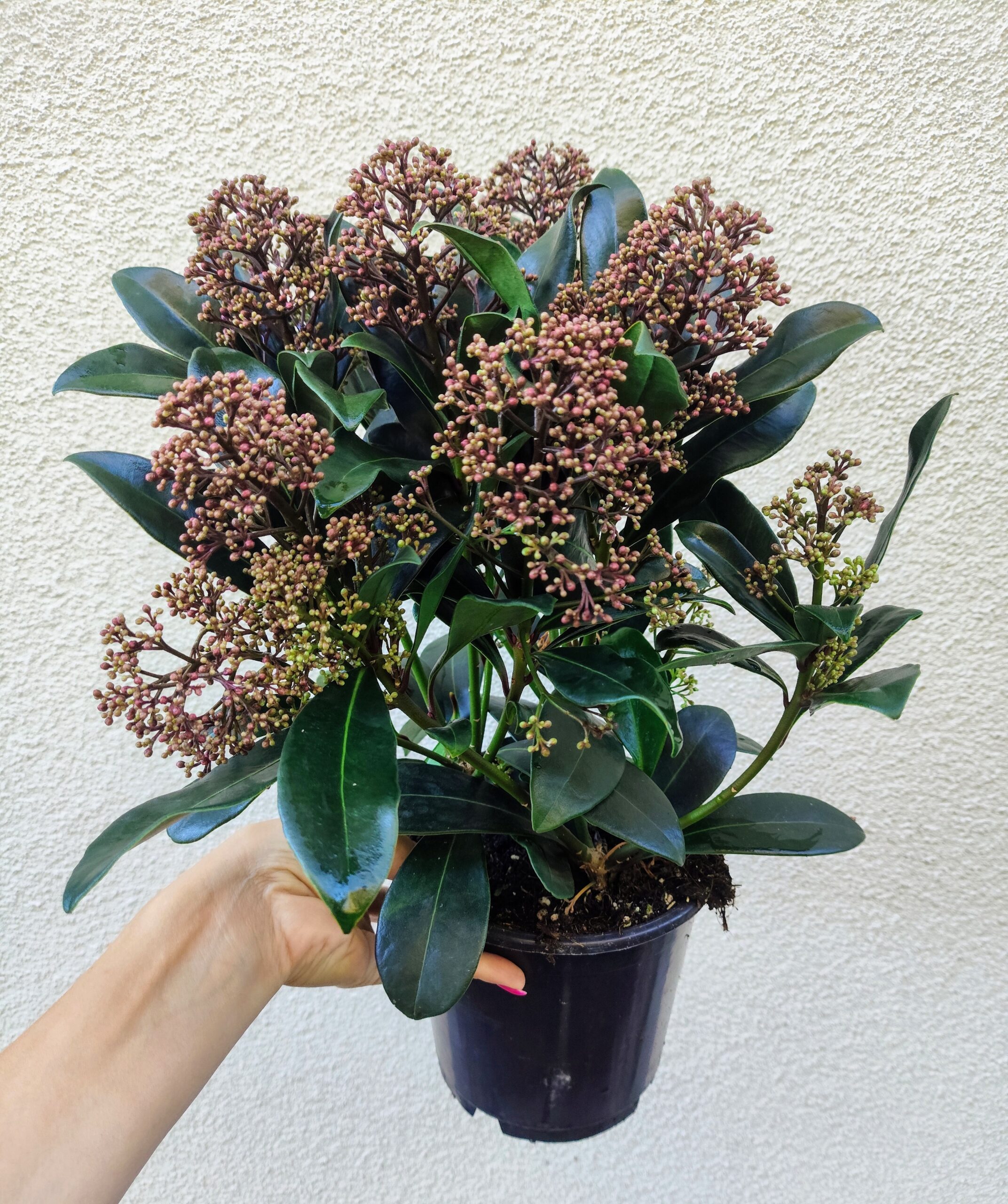 Skimmia japońska - obrazek 3
